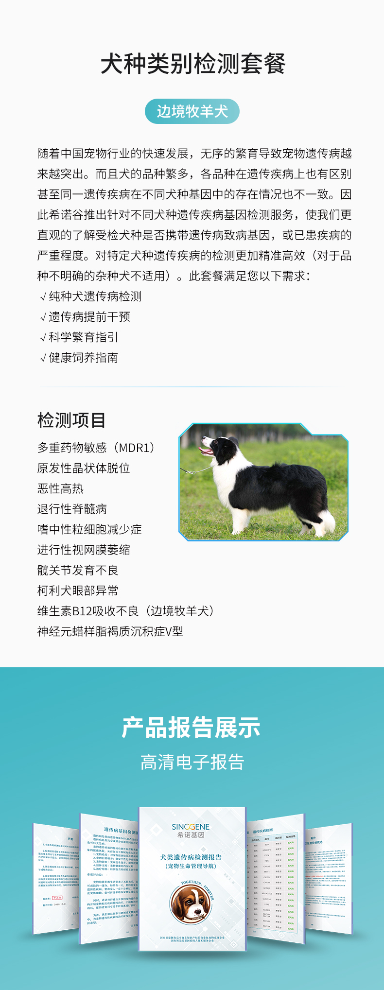 邊牧.jpg