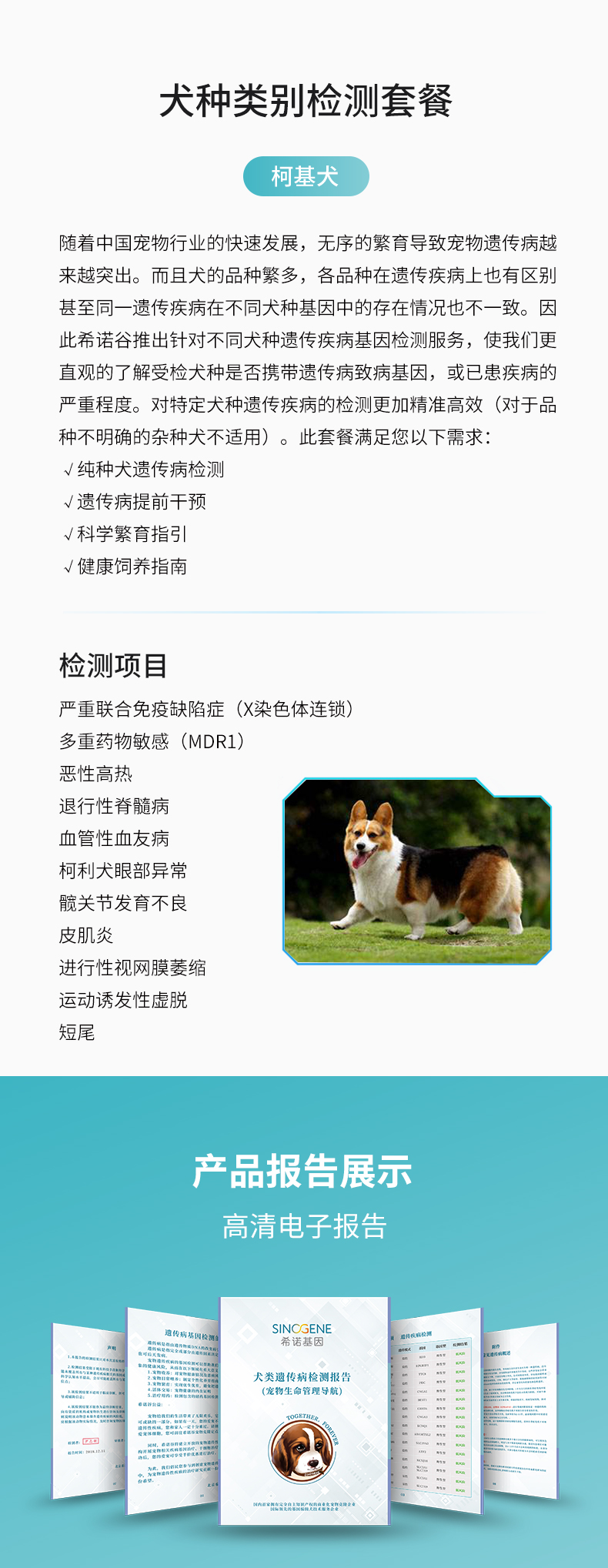 柯基.jpg