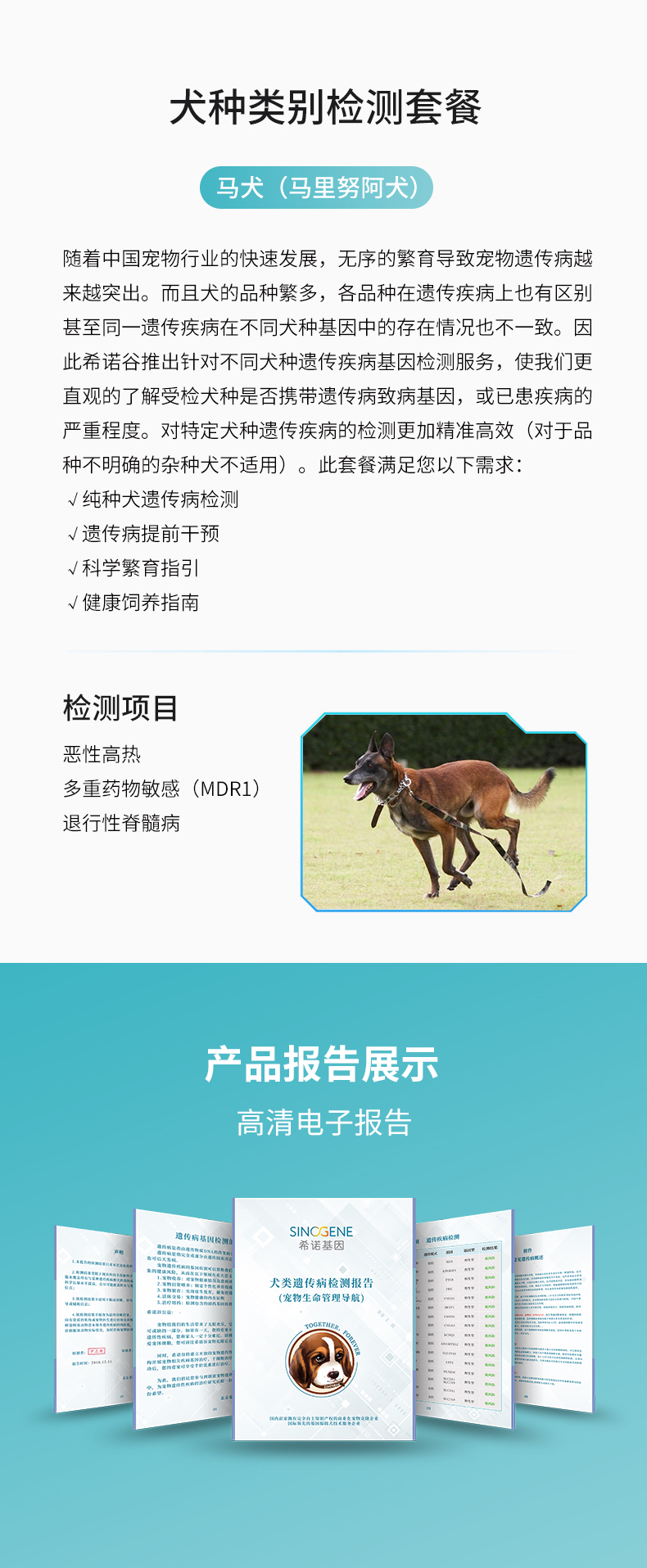 馬犬.jpg