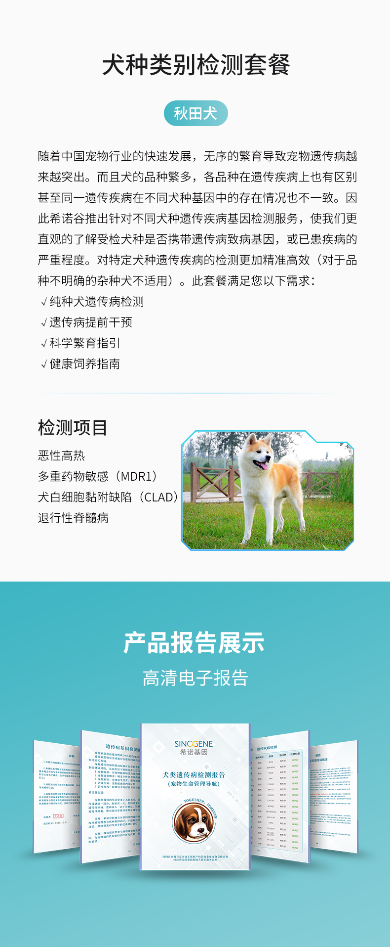 秋田犬.jpg