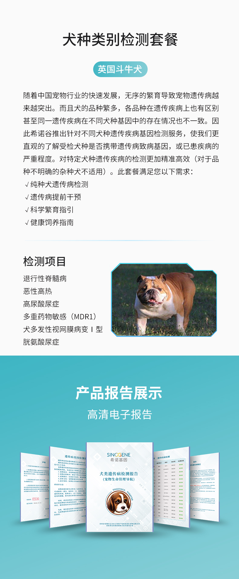英國(guó)斗牛犬.jpg