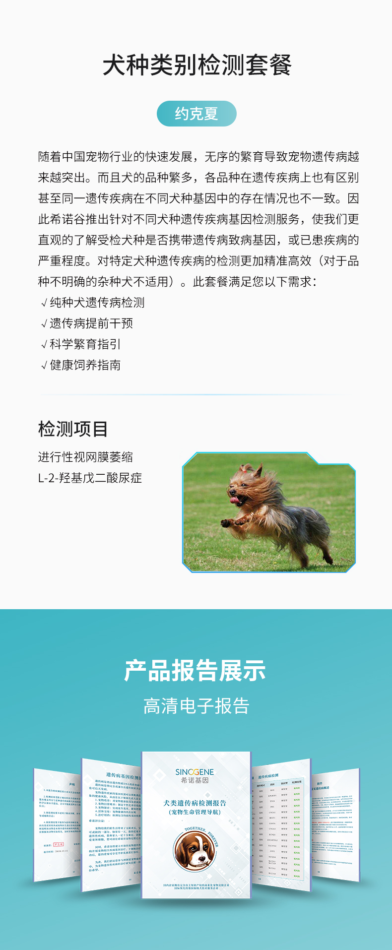 約克夏.jpg