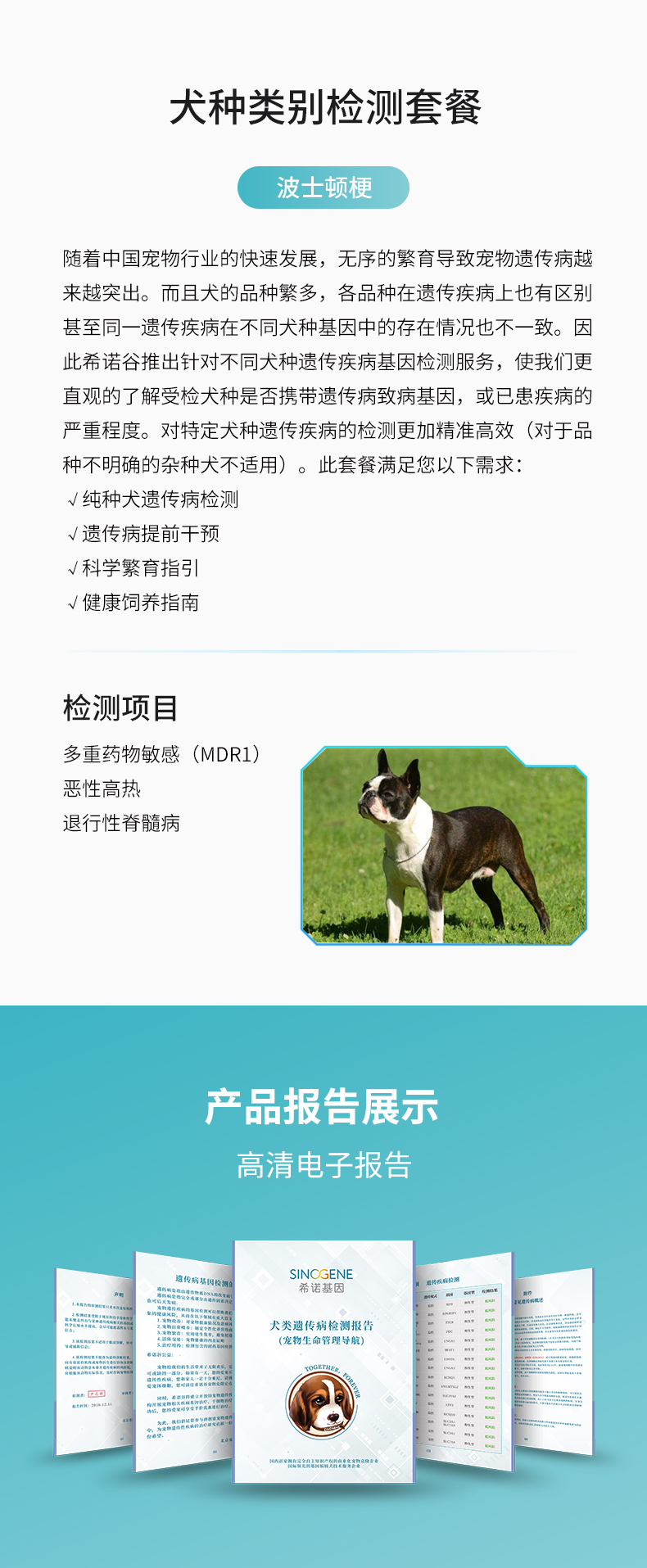波士頓梗.jpg