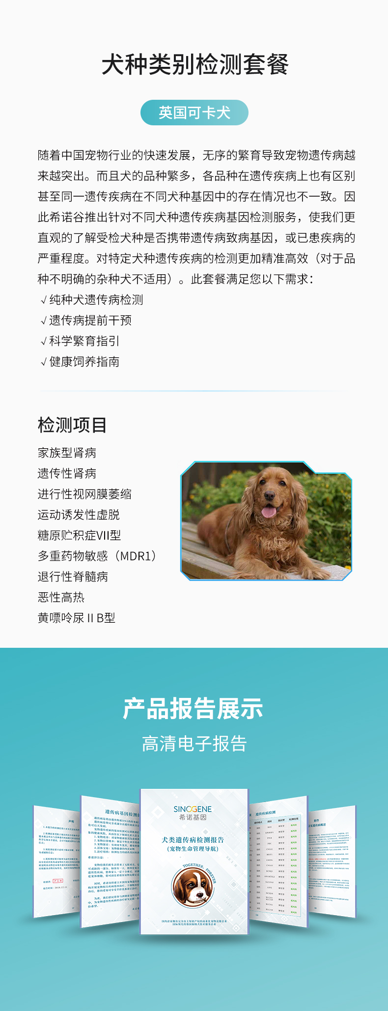 英國可卡犬.jpg