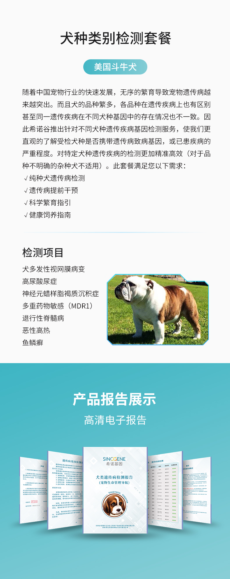 美國斗牛犬.jpg
